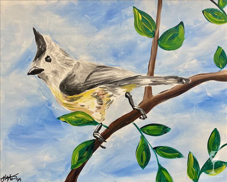 Birdwatching - Tufted Titmouse