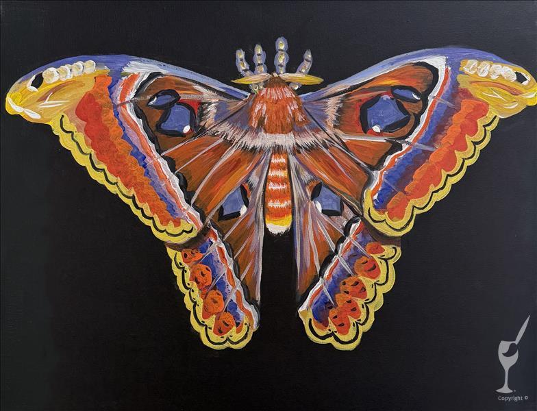 Atlas Moth ~ **PUBLIC**